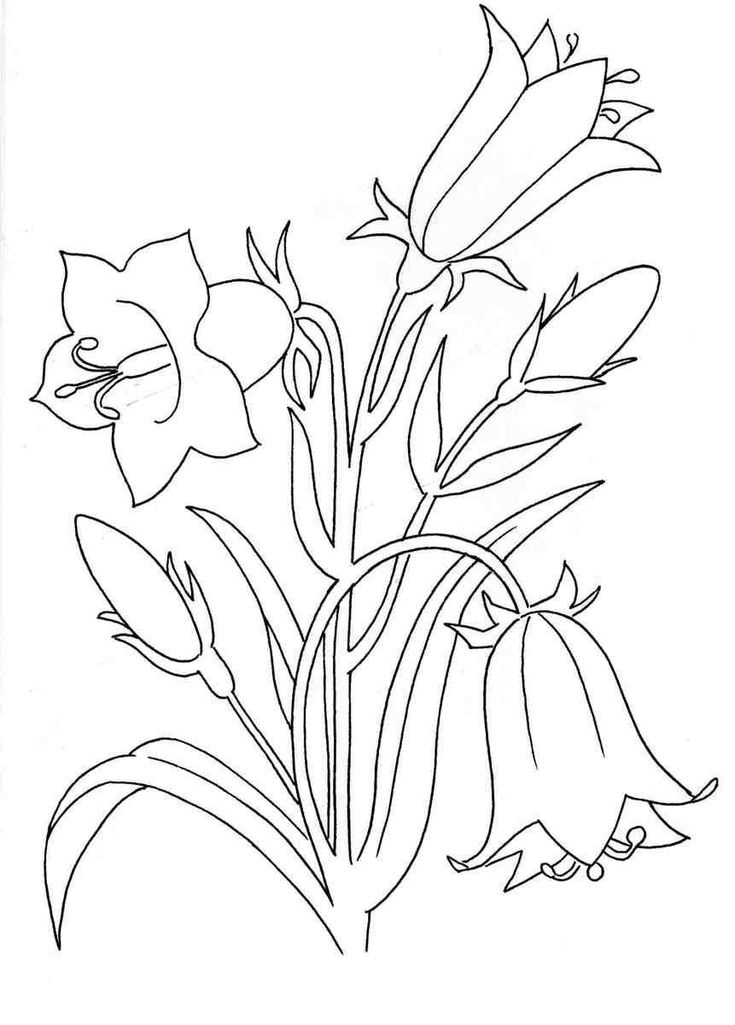 20 Bell Flower Coloring Pages