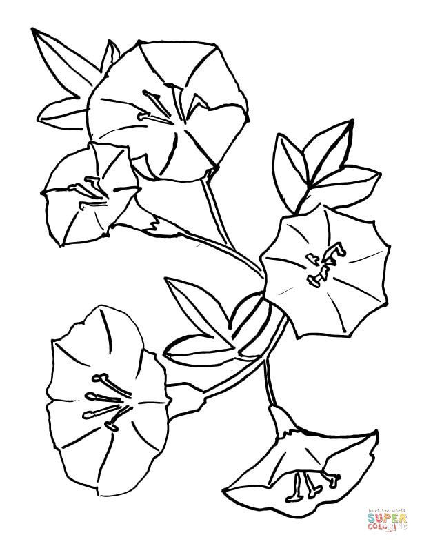 20 Bell Flower Coloring Pages