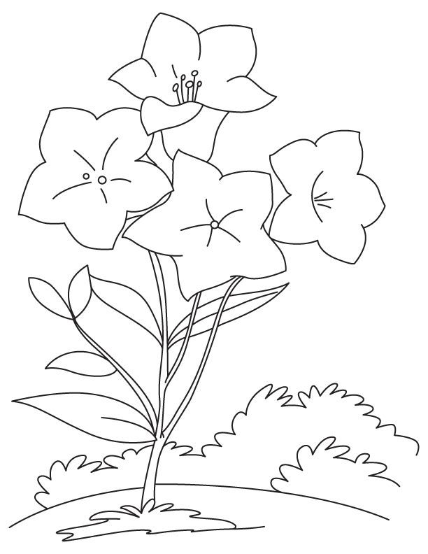 30 Bell Flower Coloring Pages