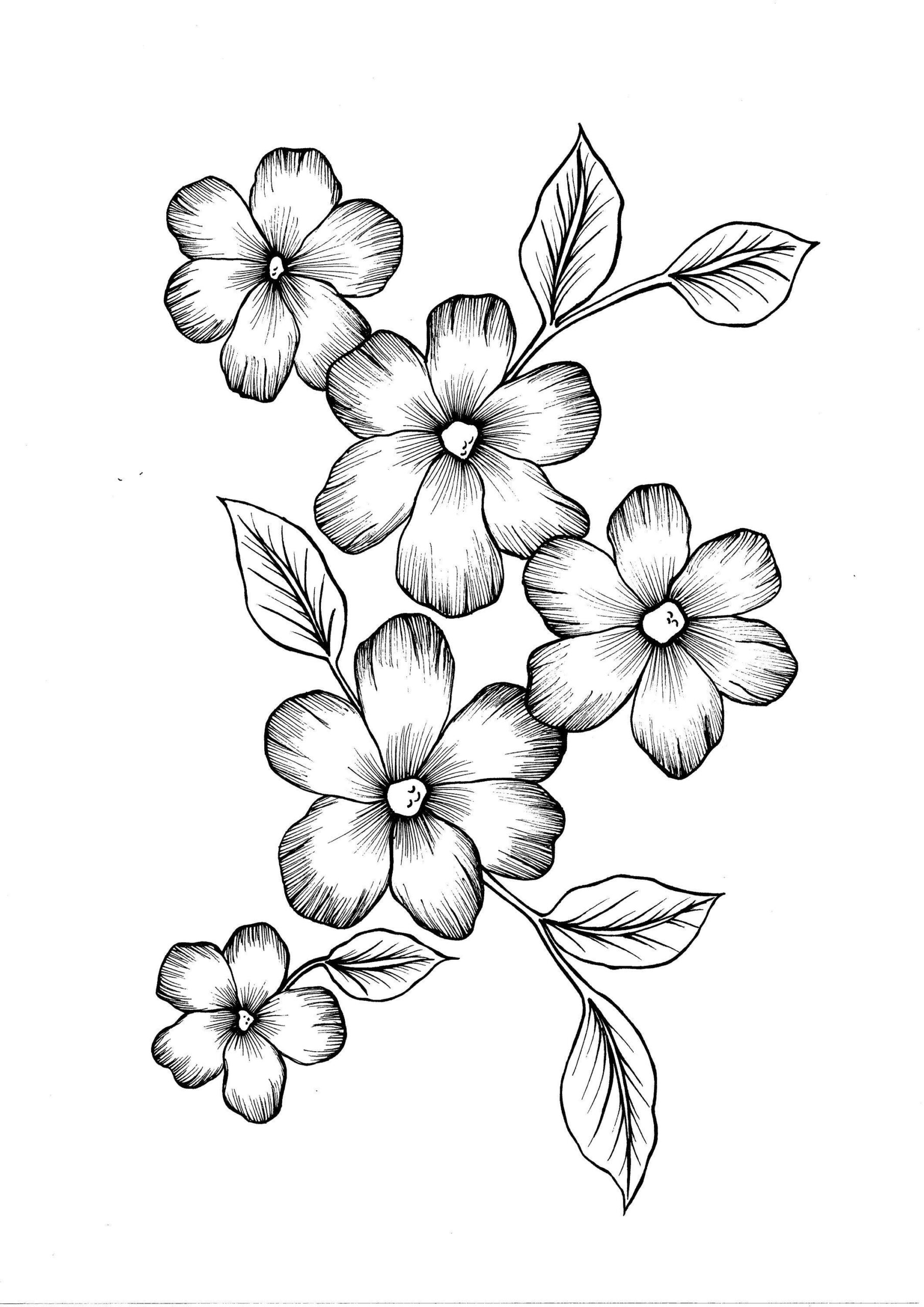 30 Printable Flower Coloring Pages Free Samples