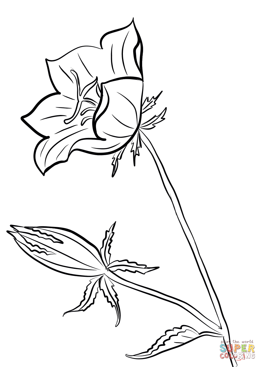 35 Bell Flower Coloring Pages