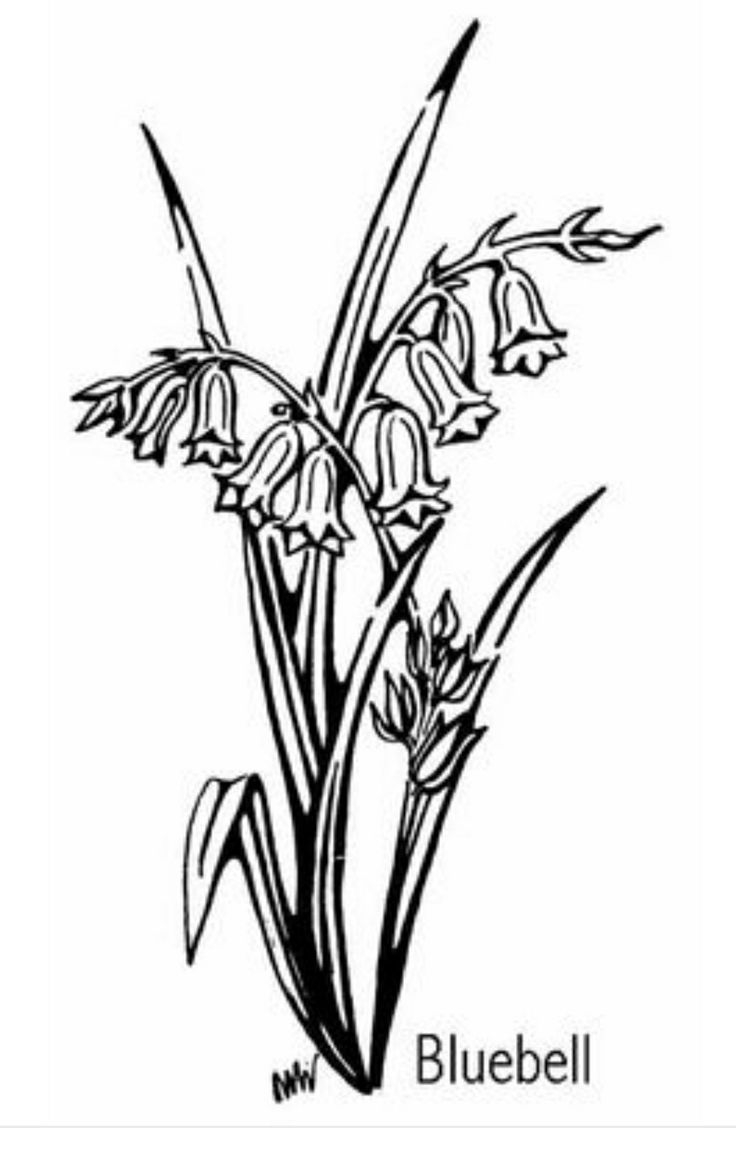 35 Bell Flower Coloring Pages